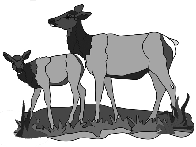Elk Cow and Calf Standing