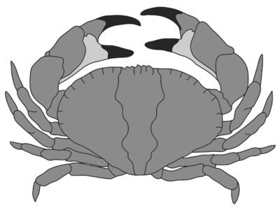 Crab