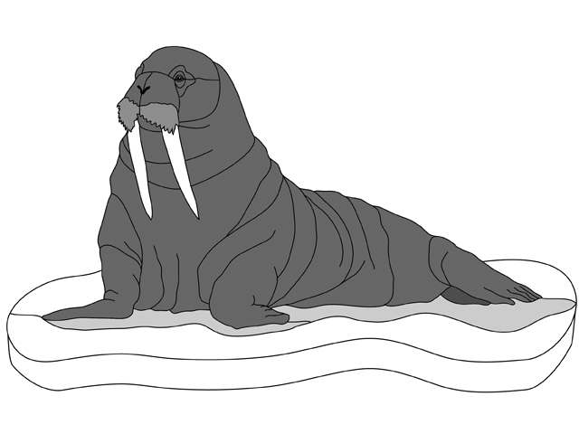 Walrus