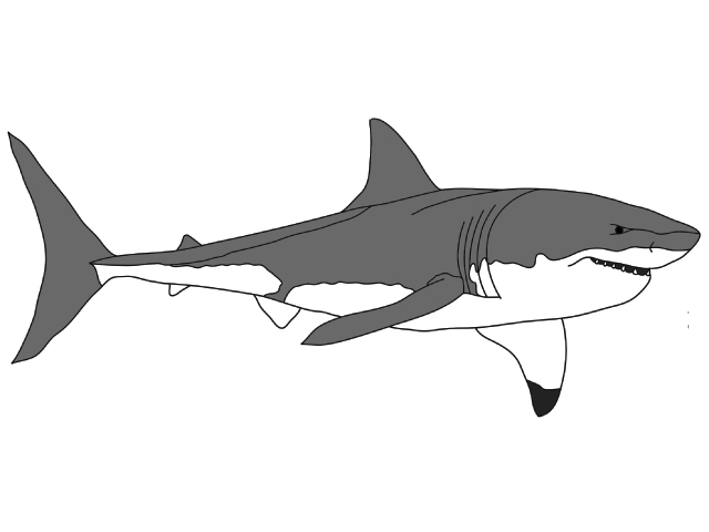Great White Shark