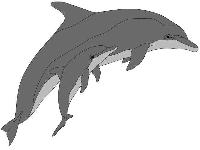 Dolphin &amp; Baby