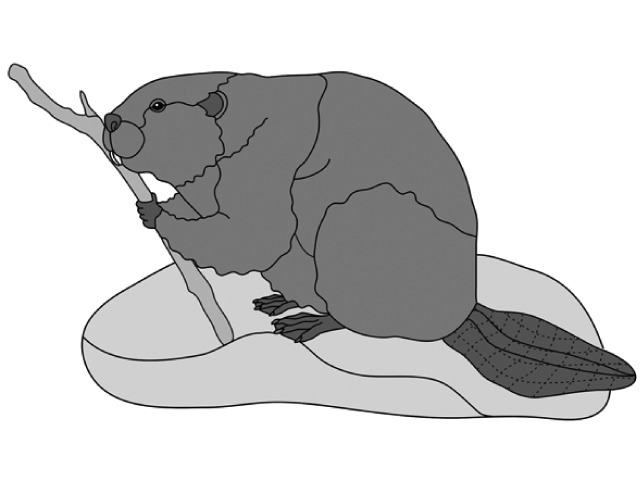 Beaver