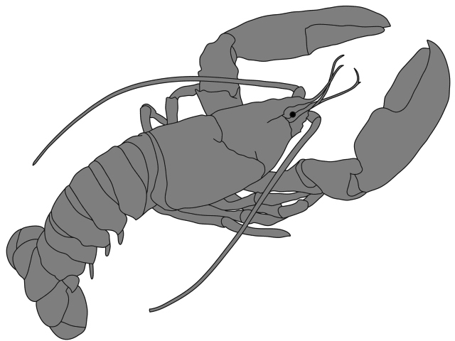 Lobster