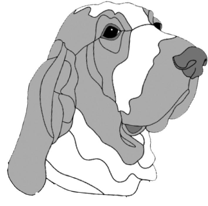 Bracco Italiano head