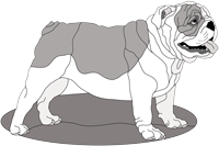 English Bulldog Standing
