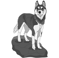 Standing Siberian Husky
