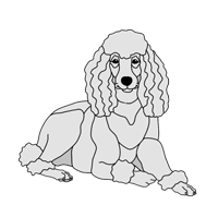 Lying Poodle ( new version)