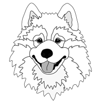 Samoyed  Head (new version)