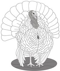 Farm Turkey