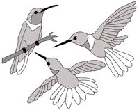 Hummingbirds
