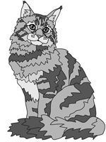 Maine Coon Cat Sitting