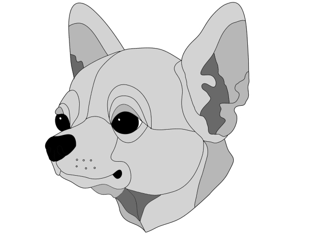 Chihuahua short hair Head