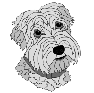 Wheaten Terrier Head New