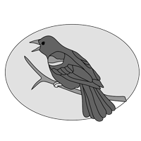Red-winged Black Bird