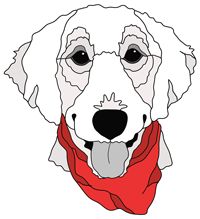 Cockapoo #3