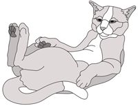 Lazy Cat (New Revised)