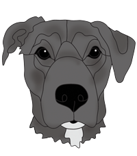 Labrador Head #3