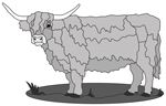 Standing Scottish Highland Cow