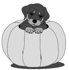 Stocking and Pumpkin Pups Rottweiler