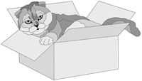 Scottish Fold Cat in Box