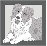 Australian Shepherd  in Frame