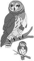 Pygmy and Short-eared Owls