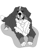 Bernese Mountain Dog Lying
