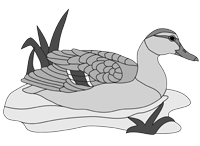 Mallard Hen