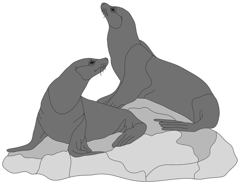 Sea Lions