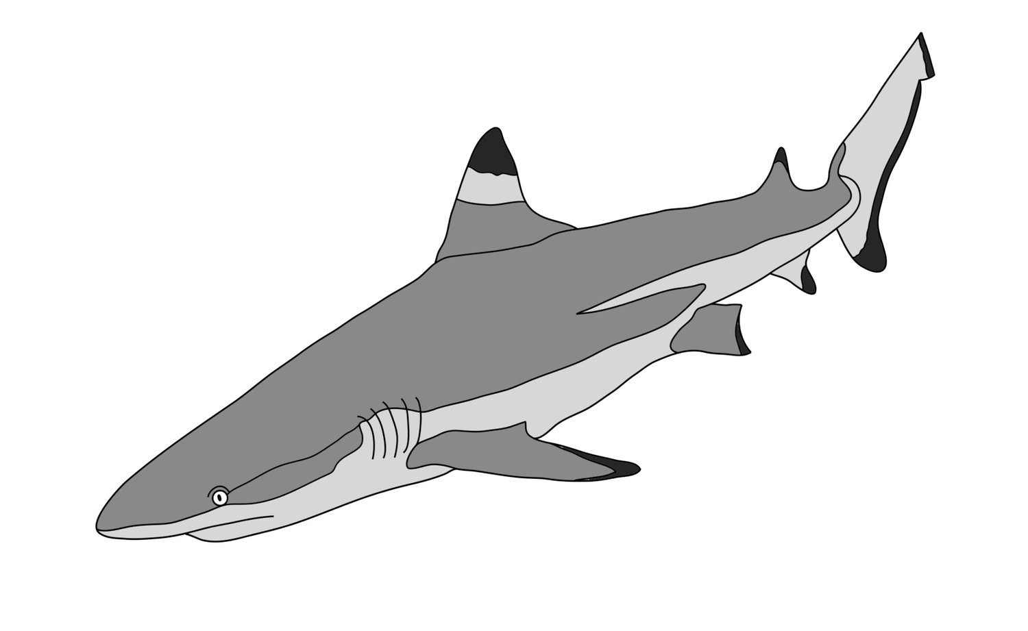 Black Tip Shark
