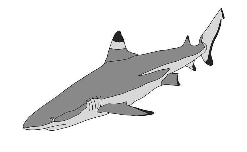 Black Tip Shark