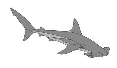 Hammerhead Shark