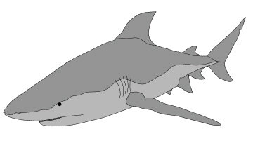 Bull Shark