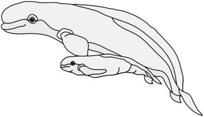 Beluga Whale and Calf