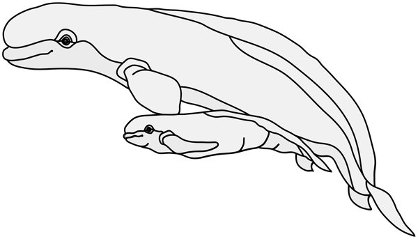 Beluga Whale and Calf