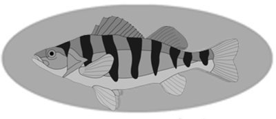Yellow Perch Fish