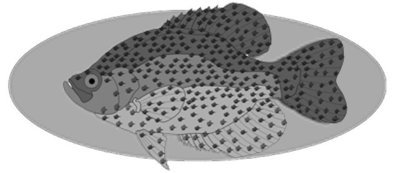 Black Crappie Fish