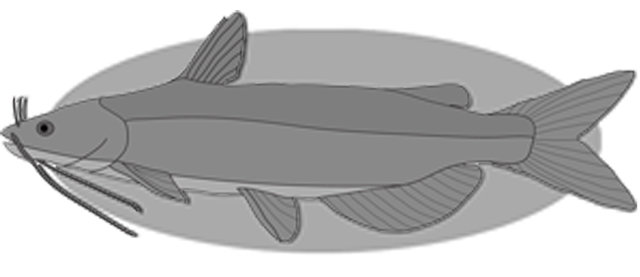 Channel Catfish