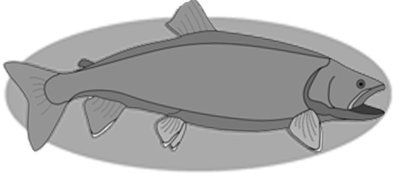 Lake Trout Fish
