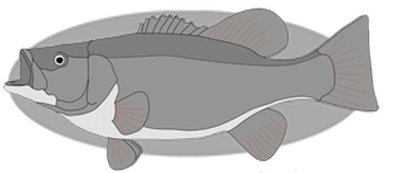 Smallmouth Bass Fish