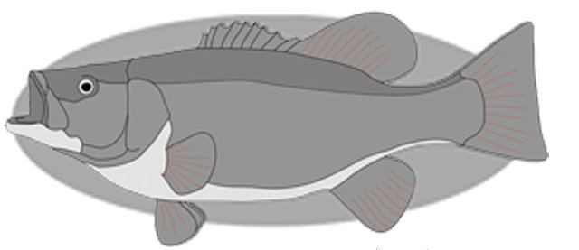 Smallmouth Bass Fish