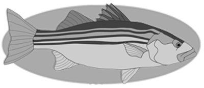 Striped Bass Fish
