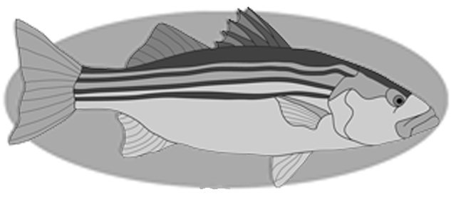 Striped Bass Fish