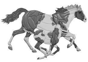 Paint Mare and Colt Oversized