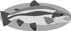 Rainbow Trout Fish