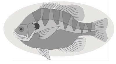 Blue Gill Fish
