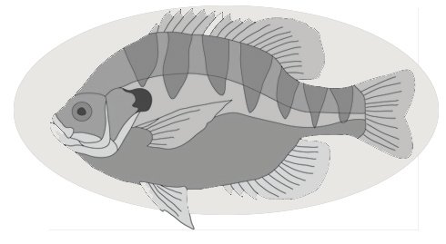 Blue Gill Fish