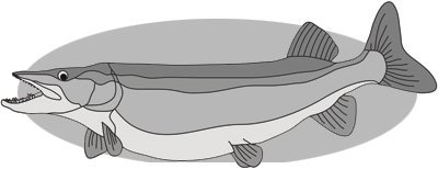Muskie Fish