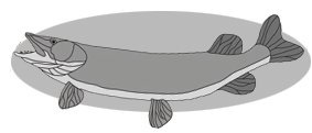Pike Fish