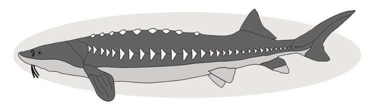 Sturgeon Fish